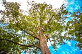 Best Tree Disease Treatment  in Cedar Crest, MA