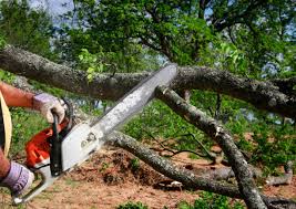 Best Arborist Consultation Services  in Cedar Crest, MA