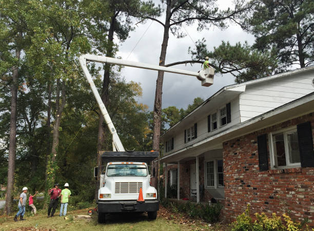 Grass Overseeding in Cedar Crest, MA