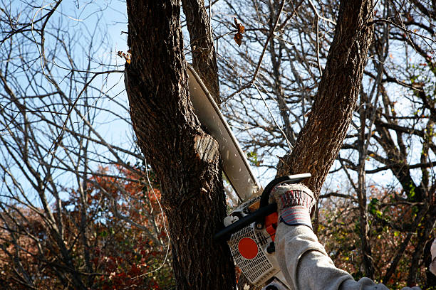 How Our Tree Care Process Works  in  Cedar Crest, MA