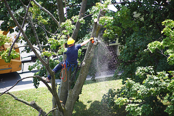 Professional Tree Care in Cedar Crest, MA